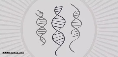 Principle of Inheritance and Variation MCQ