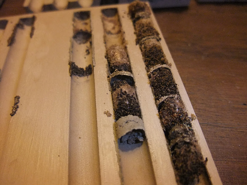 What do mason bee cocoons look like inside the nest? Beediverse Mason