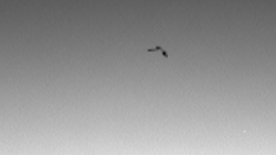 mars bird spotted flight mid