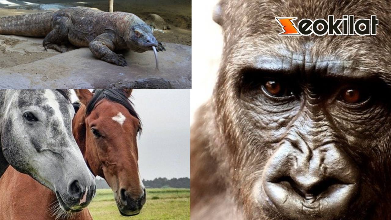 Sebutkan fauna Indonesia bagian barat, bagian Tengah, bagian timur