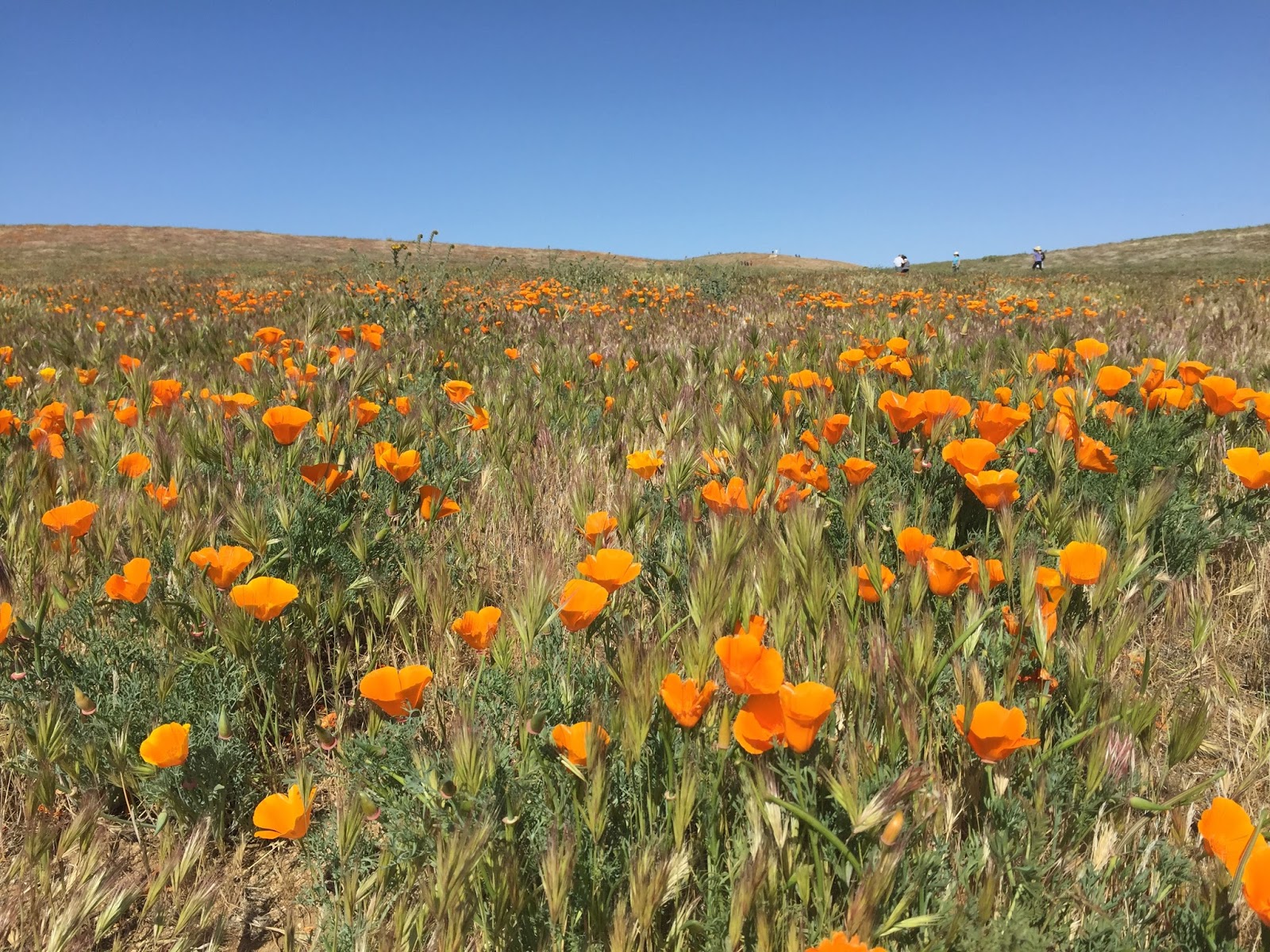 Keeps Me Smiling Fields Full of Poppies at Antelope Valley Poppy Preserve