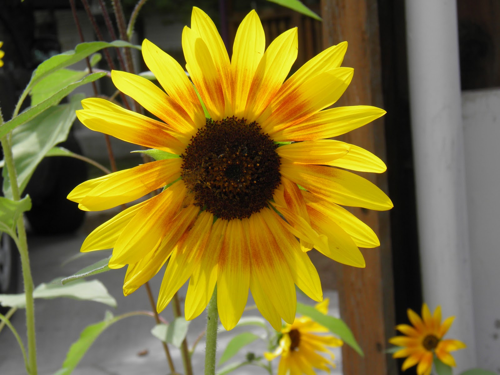 walking flagstaff around town