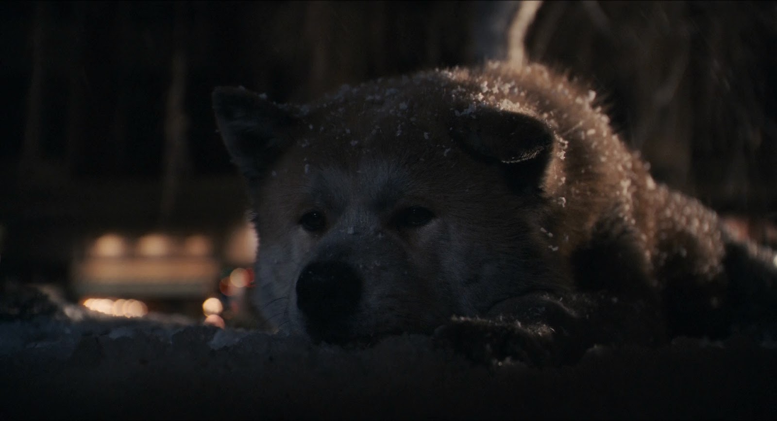 Hachiko+Siempre+a+tu+lado+%282009%29+HD+1080p+BRRip+Latino+-+Ingles+-+Descargatepelis.com.mkv_snapshot_01.25.35_%5B2020.01.11_08.52.23%5D.jpg (1600×867)