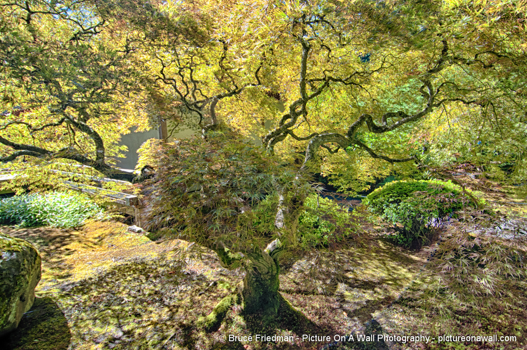 Picture On A Wall Blog Bonsai Tree Japanese Garden Washington Park Portland Oregon