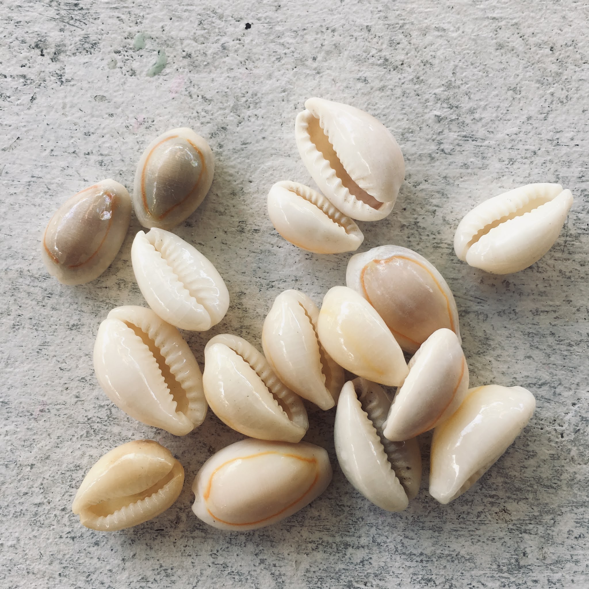 Cowrie Shells Filipino Conjure & Rootwork