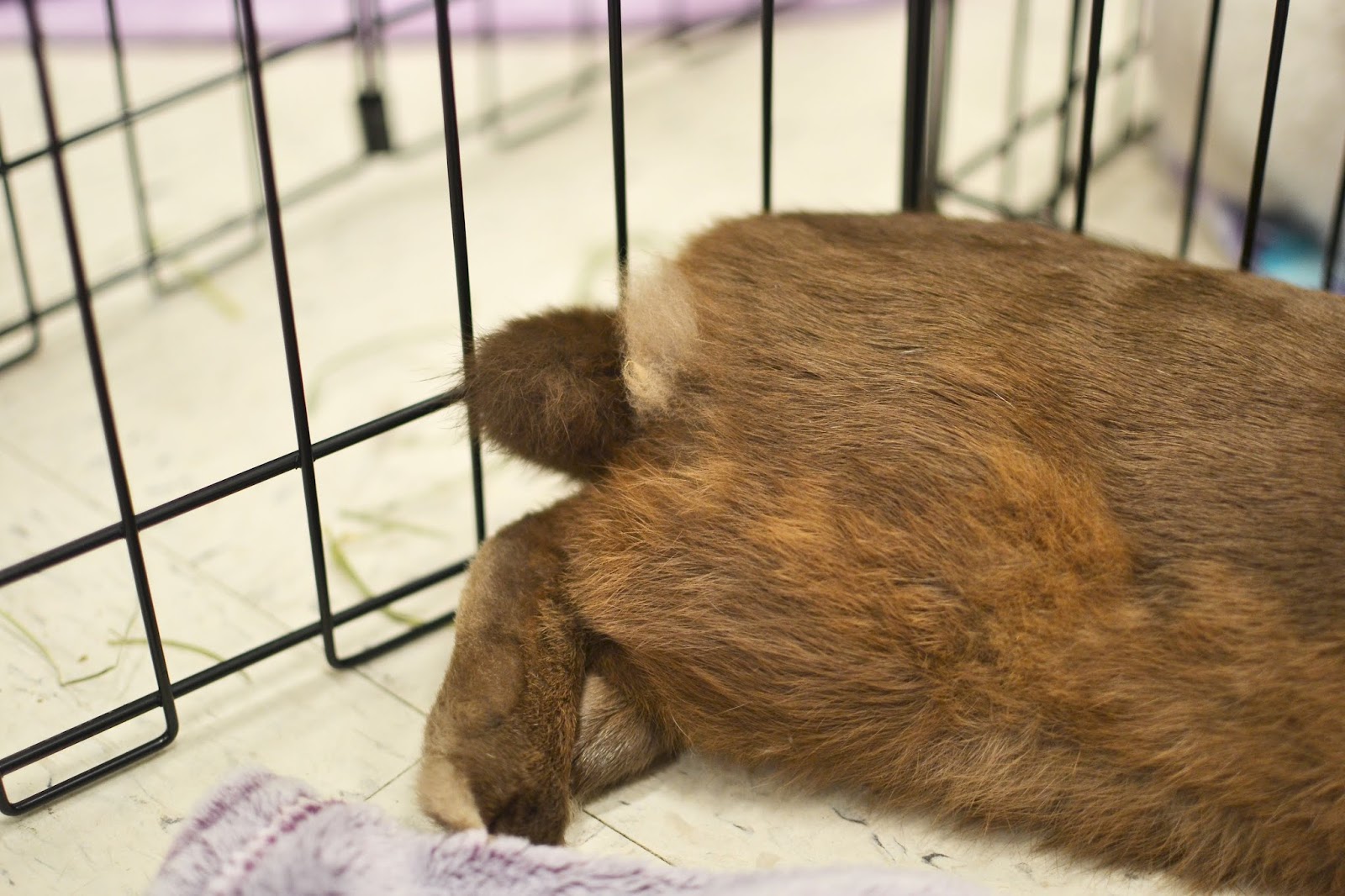 Disapproving Bun Bunny Butt Friday Cocoa Puff at TBHRR