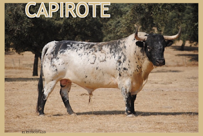 Diferentes razas de toros - Página 7 Capirote