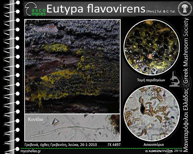 Eutypa flavovirens (Pers.) Tul. & C. Tul.