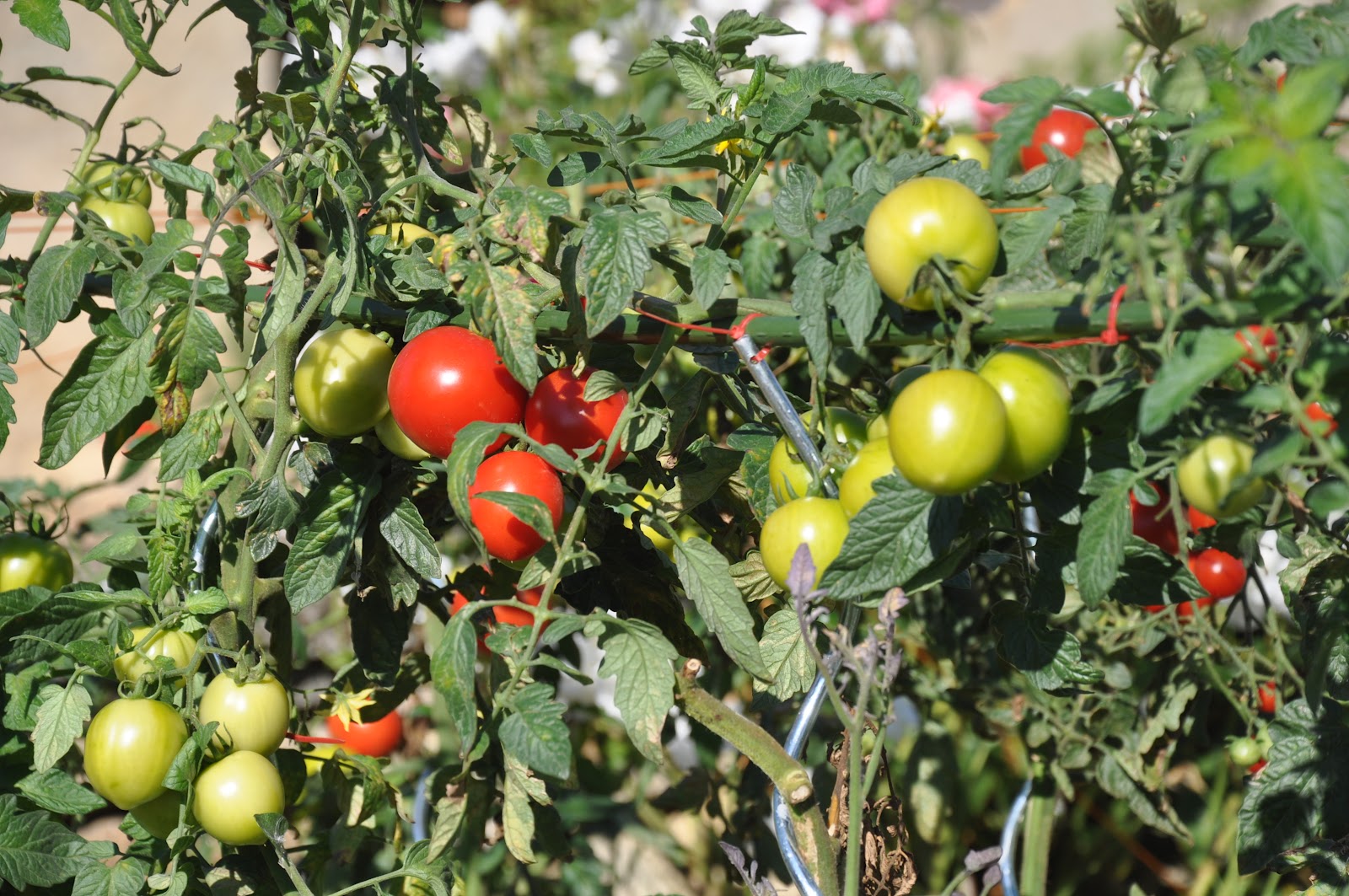 TAG online Winners for the best home grown tomatoes