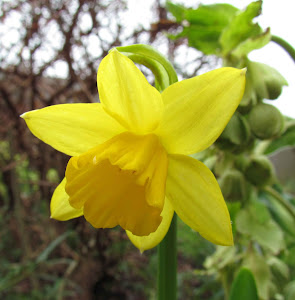 Wear a Daffodil