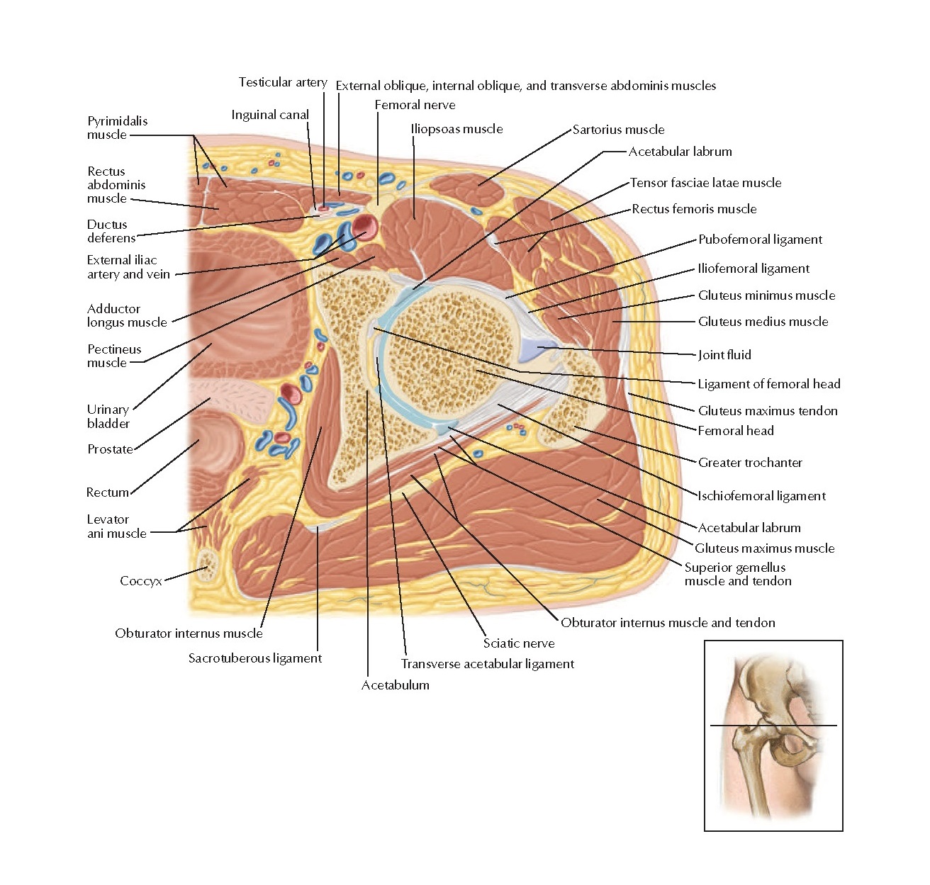 Back Muscles Cross Sectional Anatomy - Mri Neck Anatomy Free Mri Axial