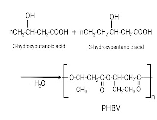 This image shows synthesis of PHBV from 3-hydroxybutanoic acid and 3-hydroxypentanoic acid.