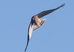 Hen Harrier