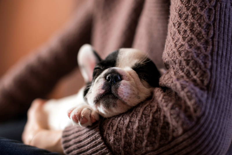Puppies How to prepare for a new kitten or puppy