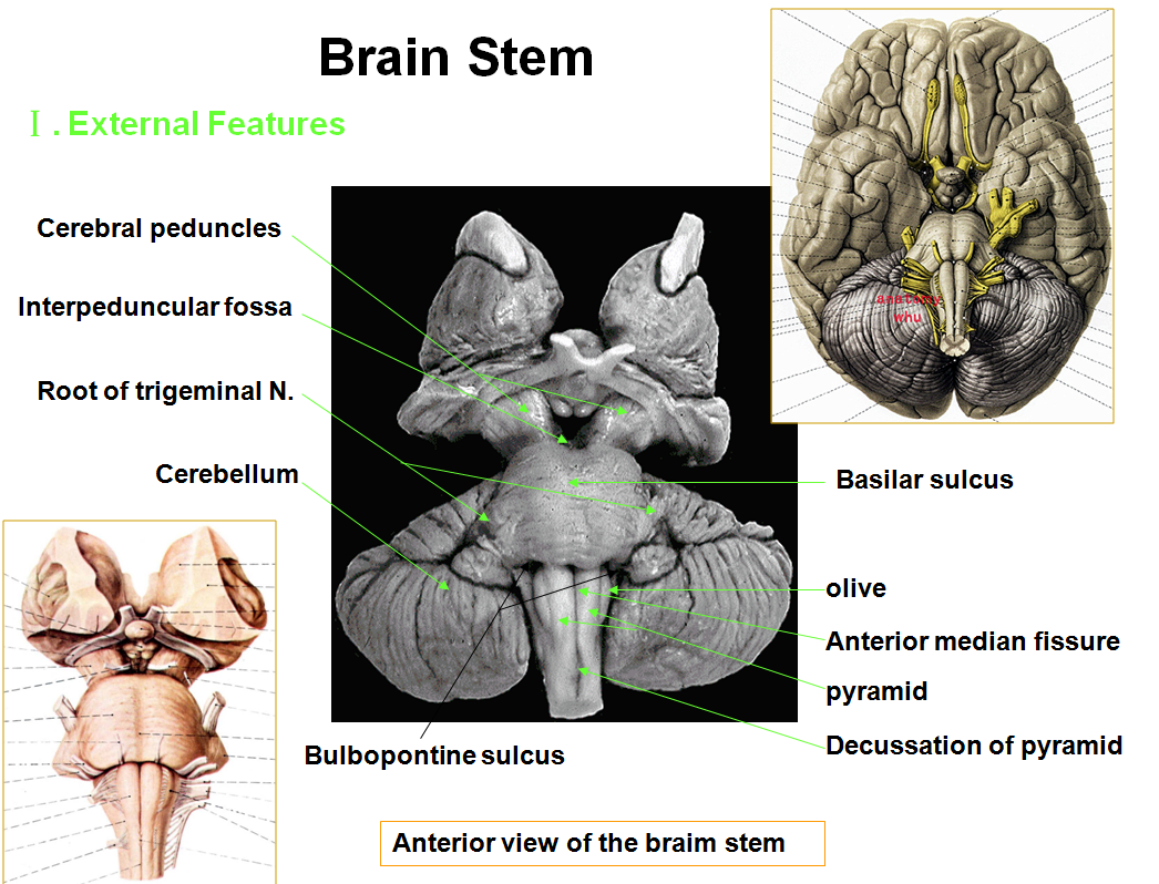 External features. External structure of heart. External features. External features. Caudal aspect of the brain.