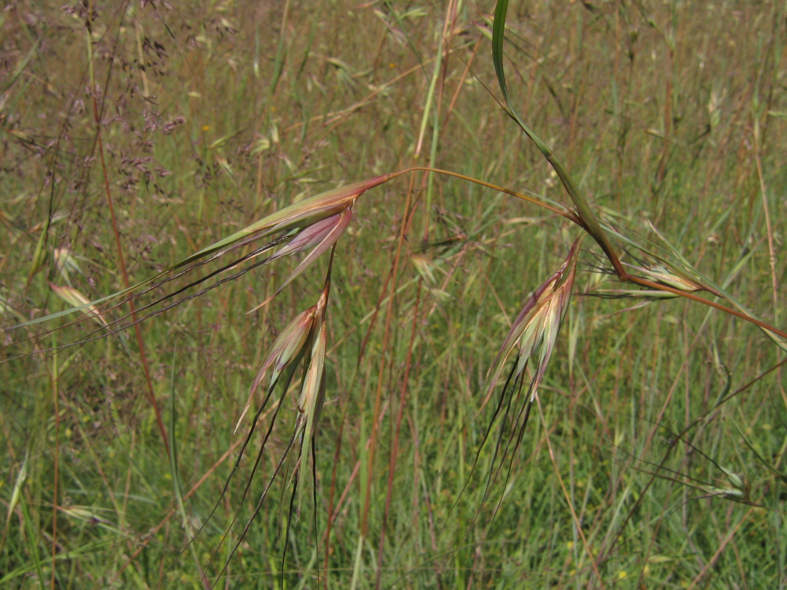 Plant Ecology Blog It's Official! Kangaroo Grass is Australia's