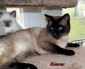 Simone .now retired and in a loving home.