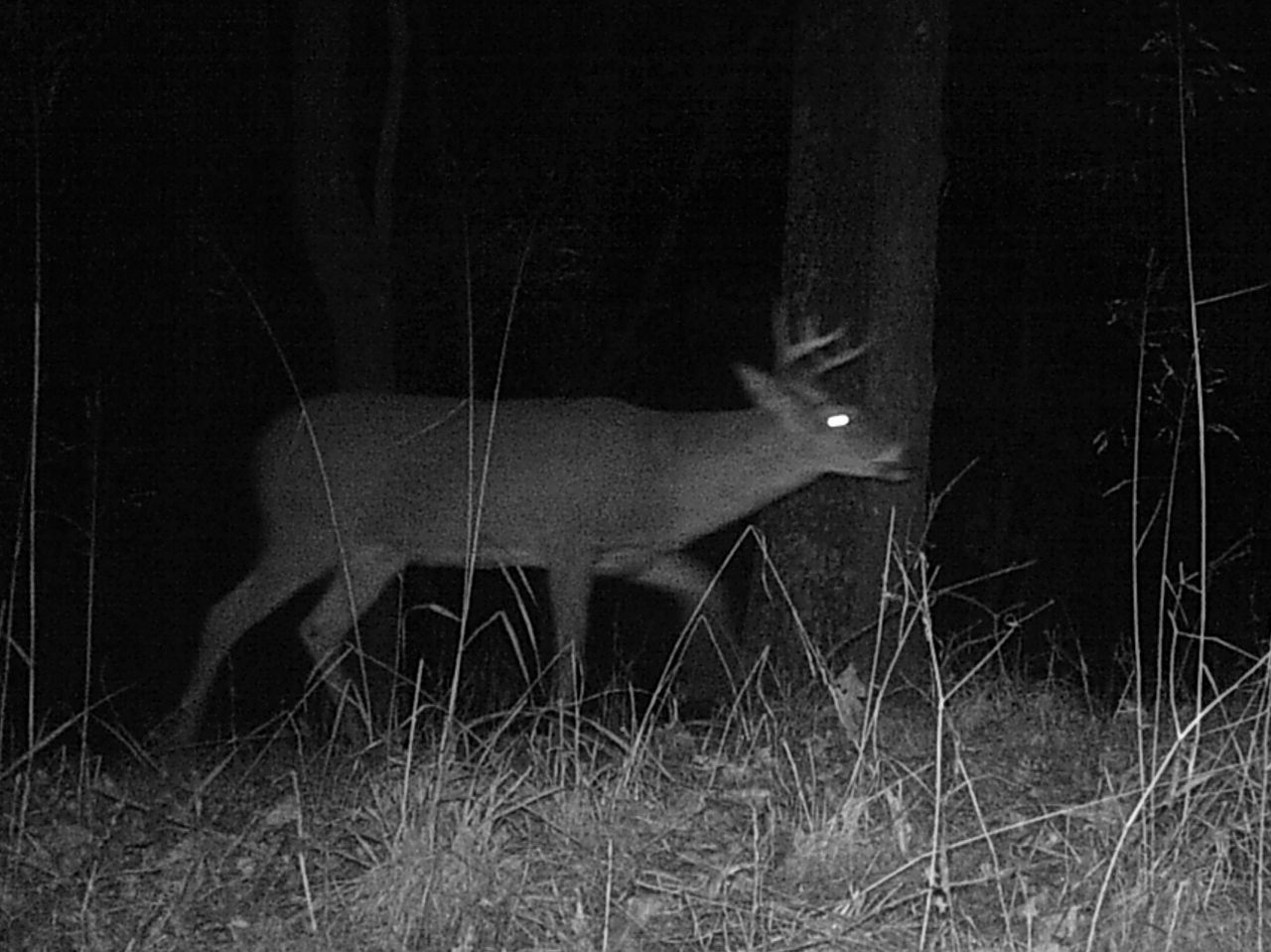 4R Ranch: Trail Cam #9