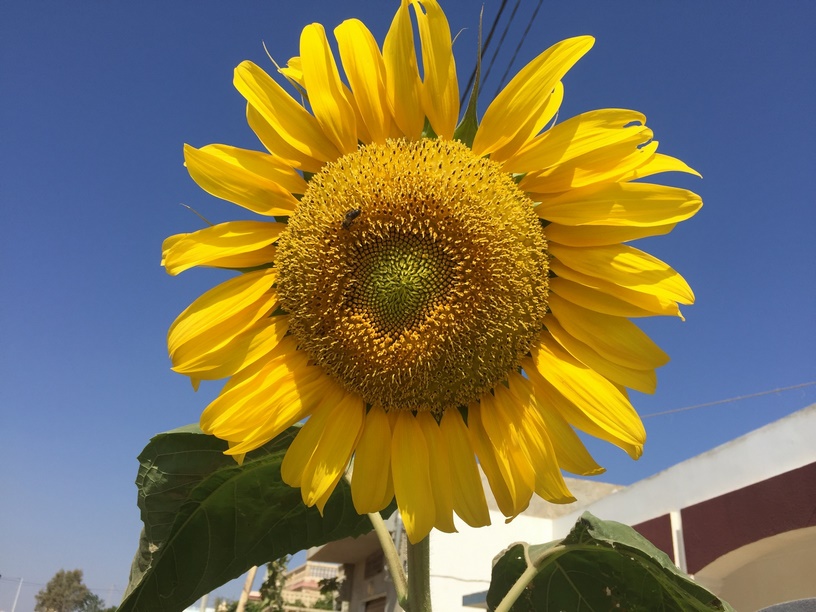 Sunflowers are low maintenance, fast-growing plant, and so beautiful.