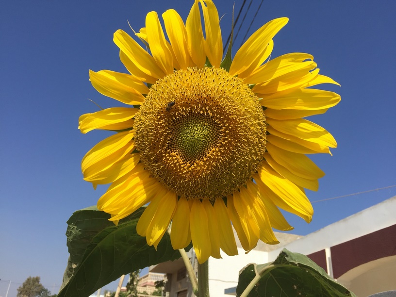 Starting Sunflowers Indoors