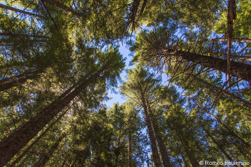 Oregon Trees 5 Great Hikes in Oregon’s Mt. Hood Territory