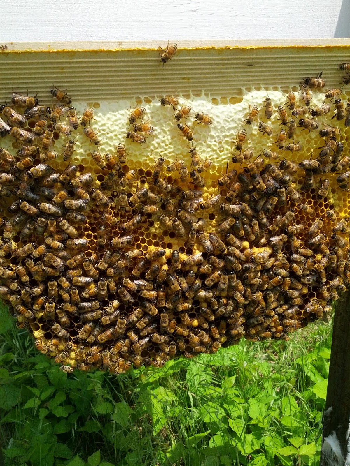 BeeIng The Thomas Hybrid Hive