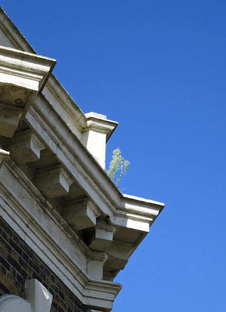 Plant growing on the top of a tall building