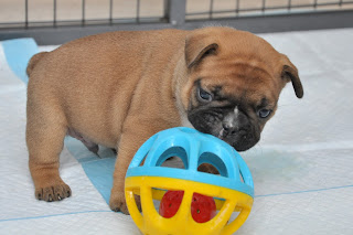 Chiot bouledogue francais corinne lemaire