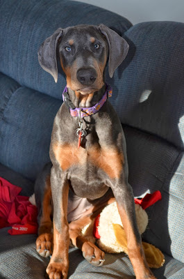 Misty sits on stuffed toy Photo by Trisha Field
