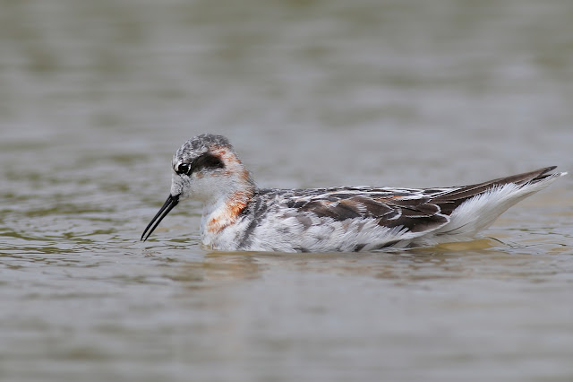 Red-necked Phalarope swimming