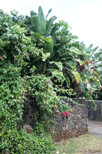 random,north shore,oahu,hawaii,beach house,beach shack,végétation tropicale,palmiers,bananiers,