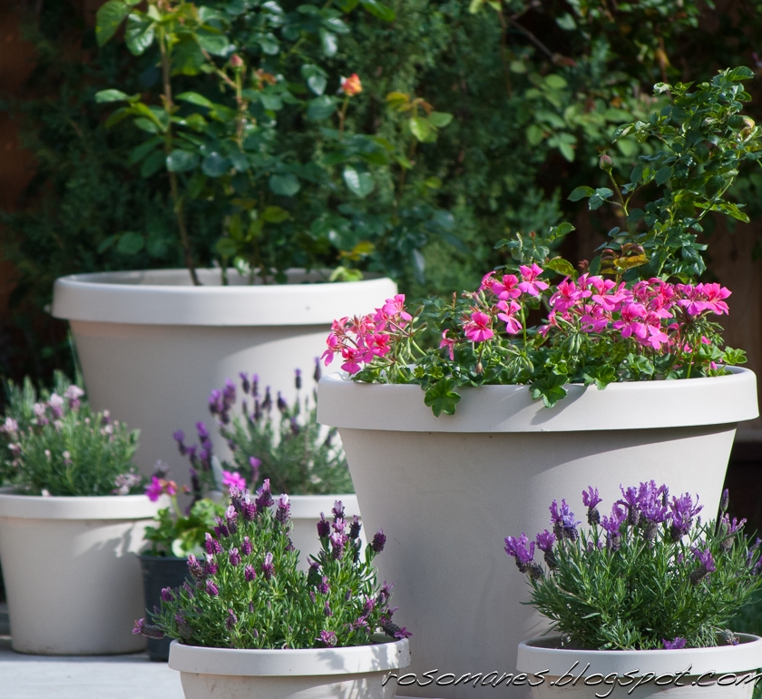 A Rose is a Rose... Some Perennial Companion Plants for Roses