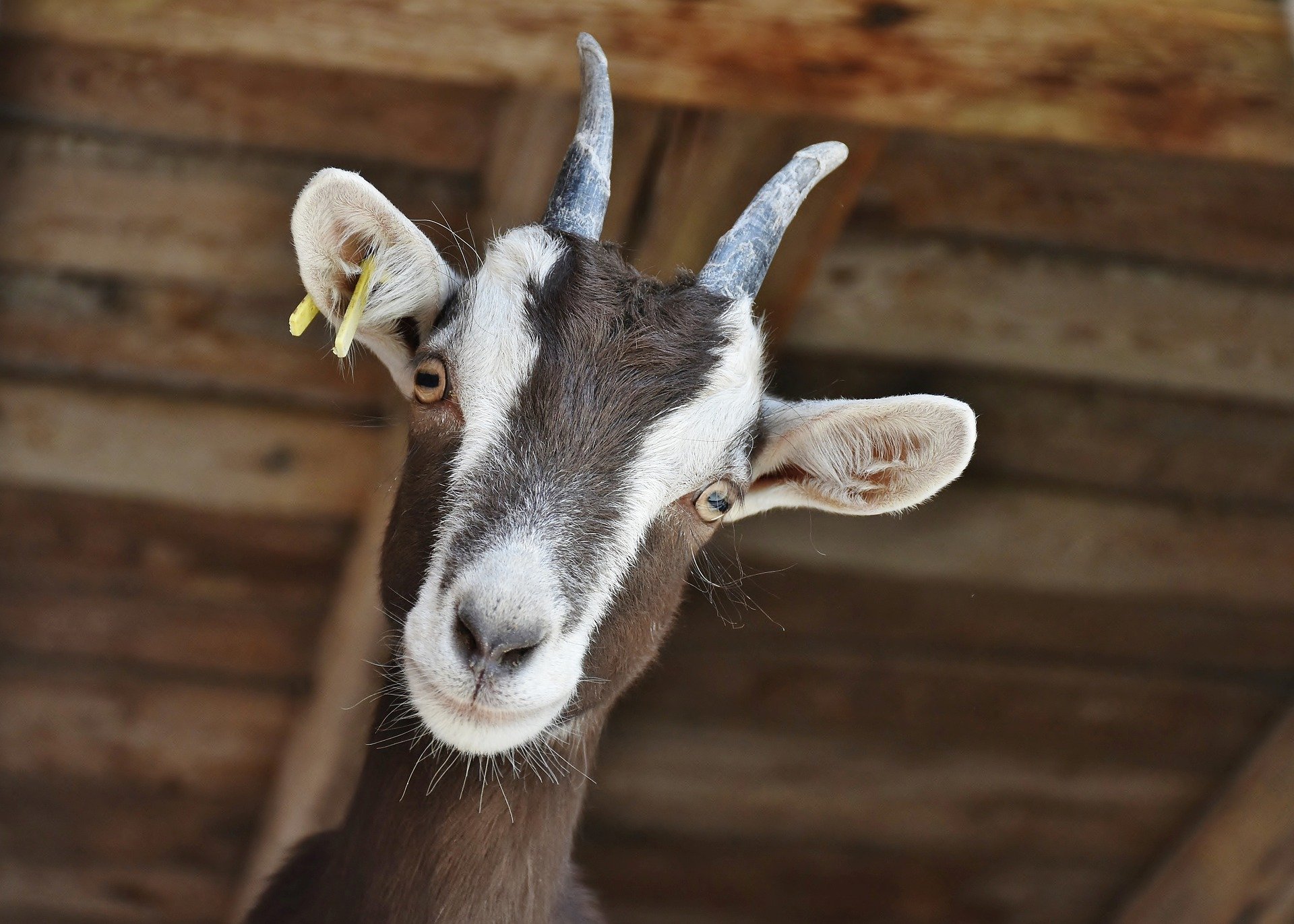 How profitable is goat farming Goat farming business plan