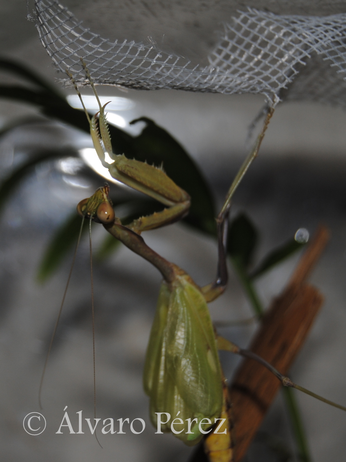CLONOPSIS Sphodromantis viridis