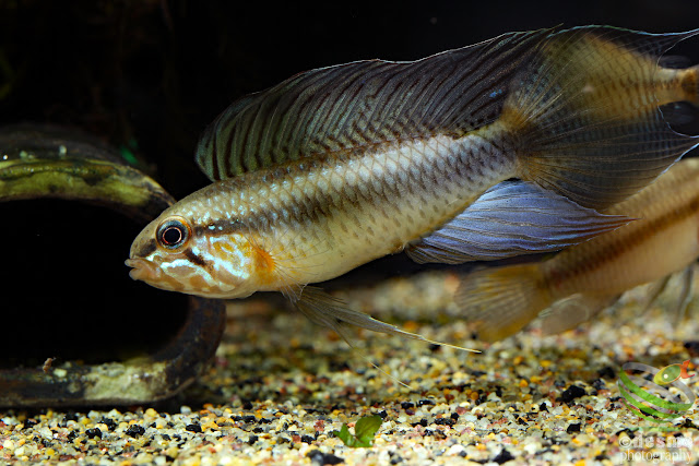 Apistogramma lineata