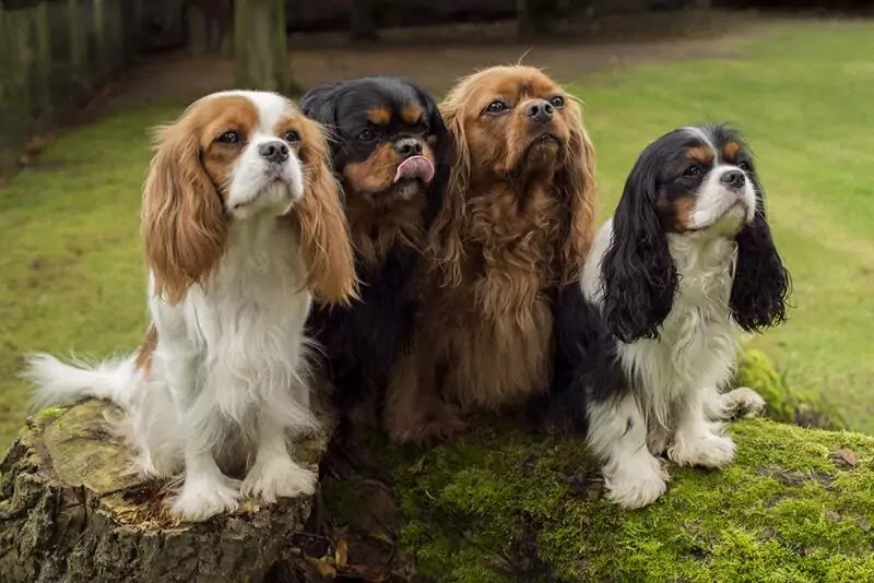 What Is The Difference Between A King Charles Spaniel And A Cavalier