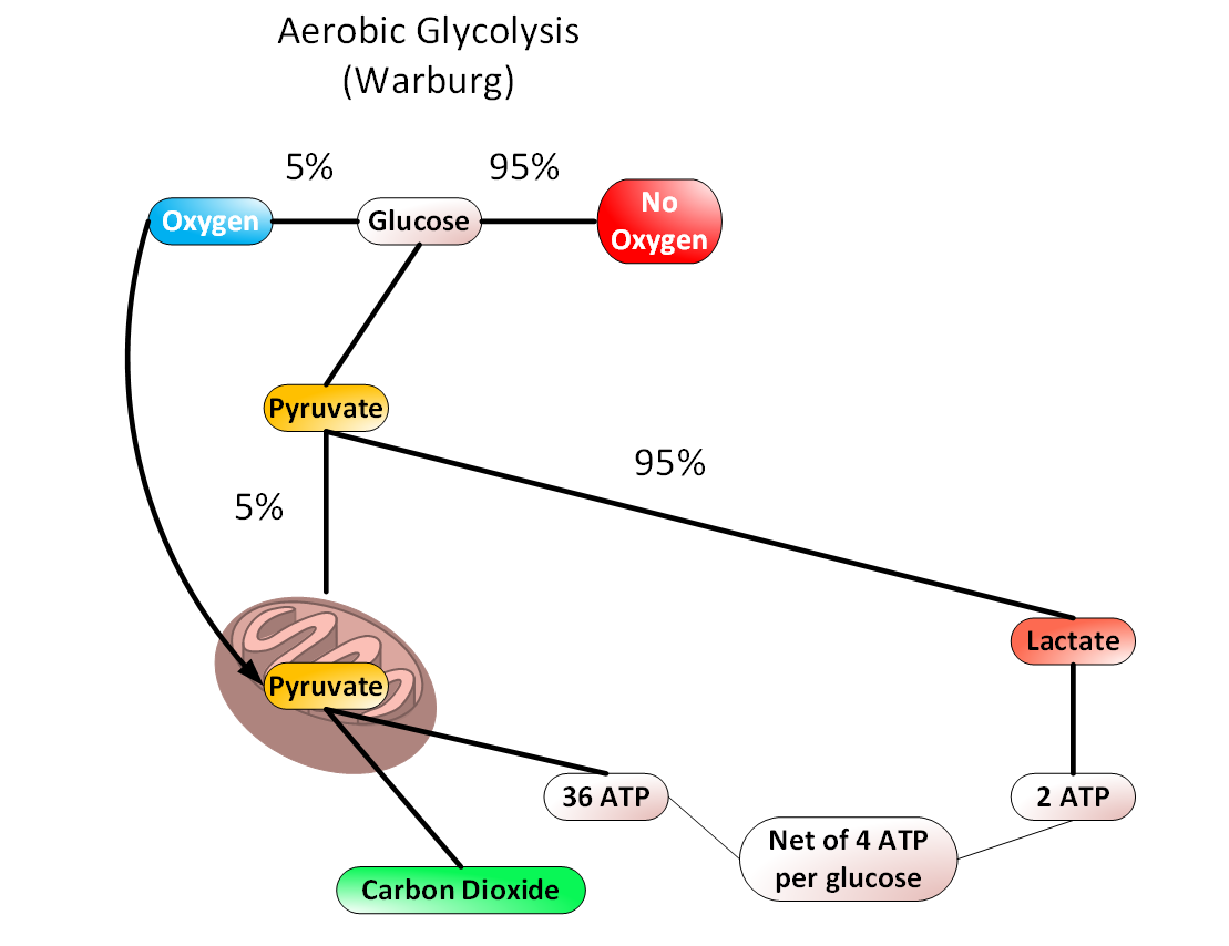 How many atp per glucose. Comments on how many ATPs per glucose