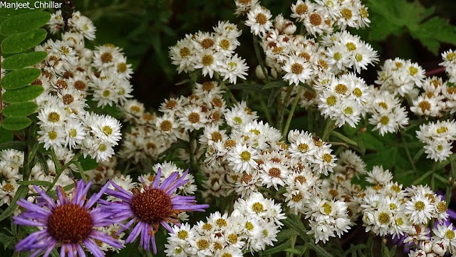 Flowers Bunch