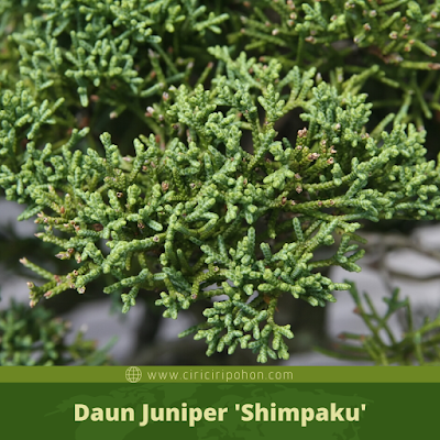 Ciri Ciri Daun Juniper 'Shimpaku'