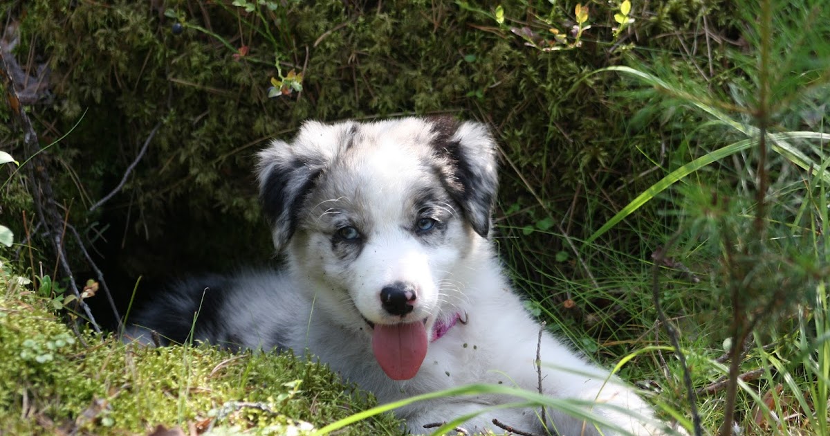 Jolly Agile Border Collies E eek epilepsy