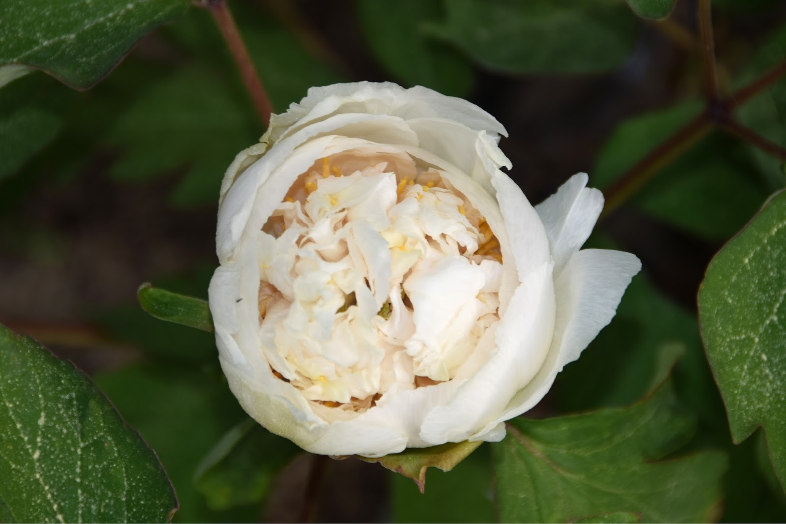 Where Can Buy The Japanese Tree Peony Plants