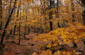 La Fageda d'en Jordà