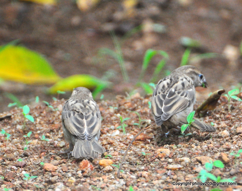 photosofbirdsofsrilanka House Sparrow chicks Passer domesticus