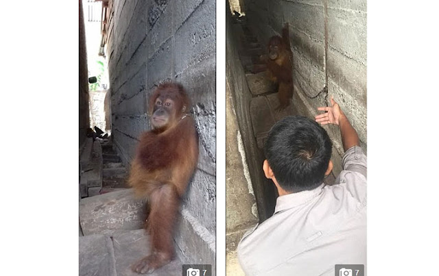 Sungguh Malang, Bayi Orang Utan yang Tak Berdaya Dirantai untuk Pertunjukan Sungguh Malang, Bayi Orang Utan yang Tak Berdaya Dirantai untuk Pertunjukan