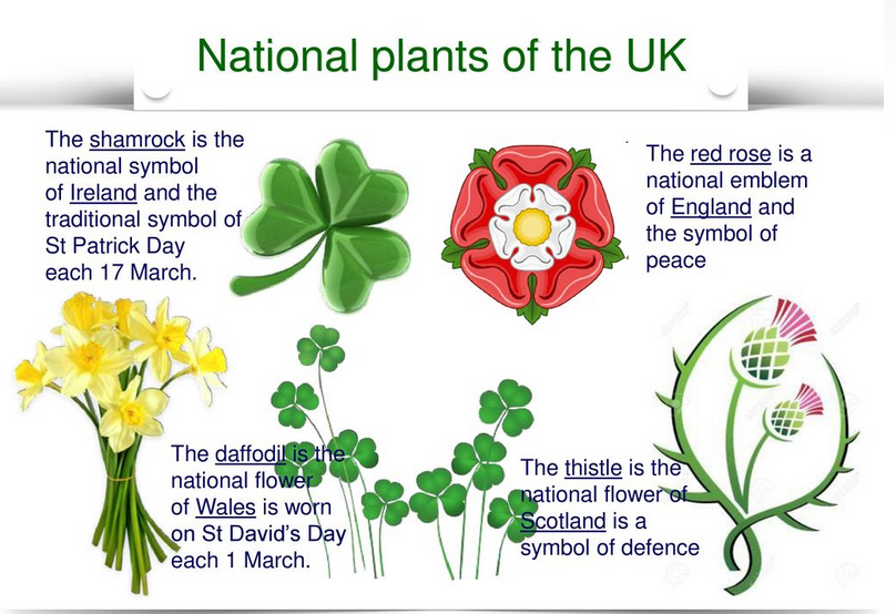 Цветы символы великобритании