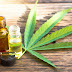 Anvisa aprova venda de produtos à base de cannabis para uso medicinal