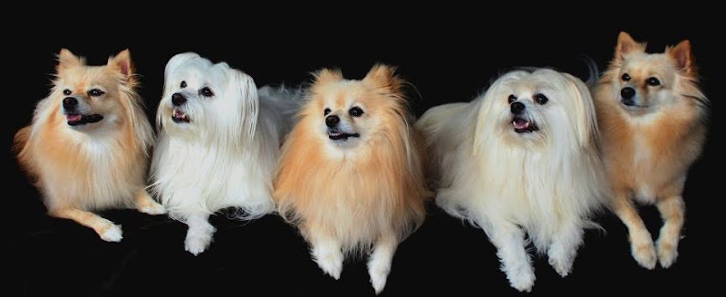Picture- companion dogs.jpg