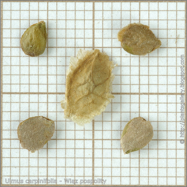Ulmus carpinifolia seeds - Wiąz pospolity nasiona
