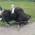 Menunggang Ostrich di Jelita Ostrich farm Negeri Sembilan
