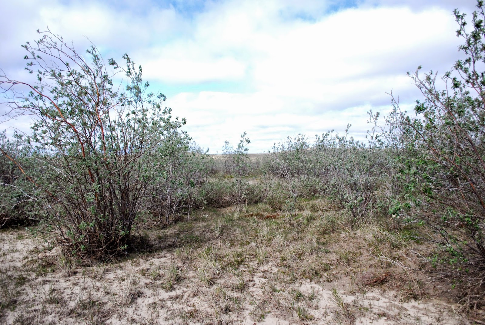 Trees Salix alaxensis Alaska willow Feltleaf Willow